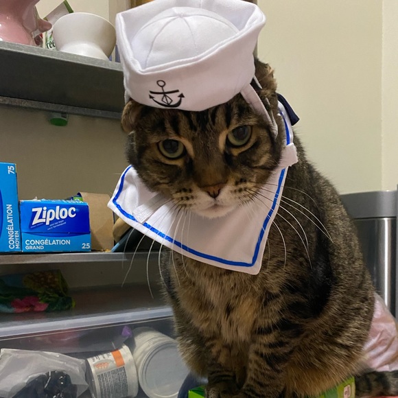 Cat/Small Dog Sailor Costume - Picture 4 of 4